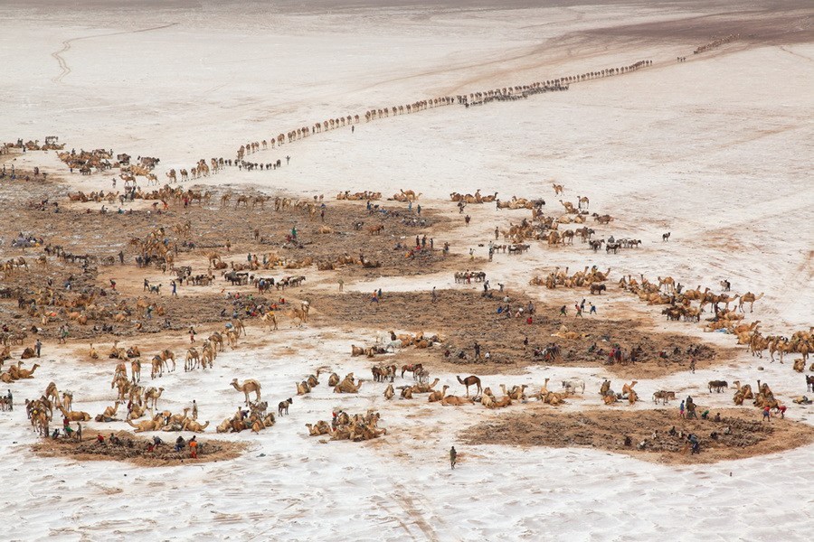 埃塞俄比亚，阿沙尔湖，运输盐的商队.jpg