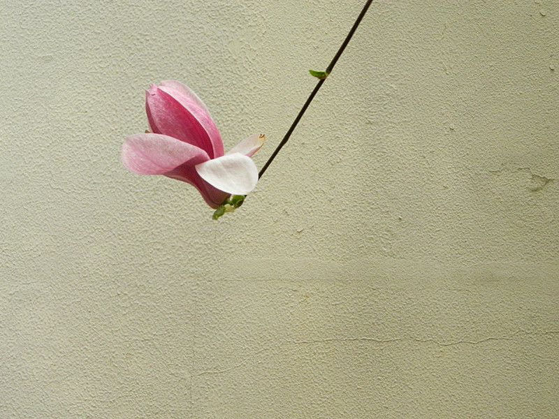 DSCN2805_副本.jpg