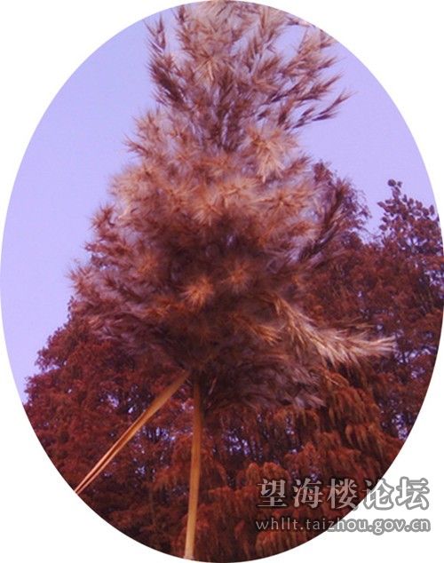 091016gqm7wej9a9uwamim_jpg_thumb.jpg