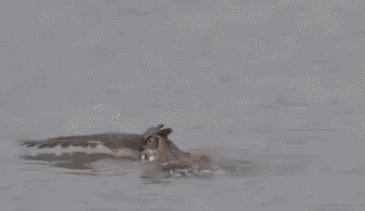 f05.gif