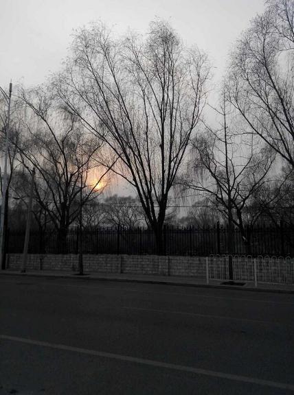 QQ图片 红红拍 北京冬天树.JPG